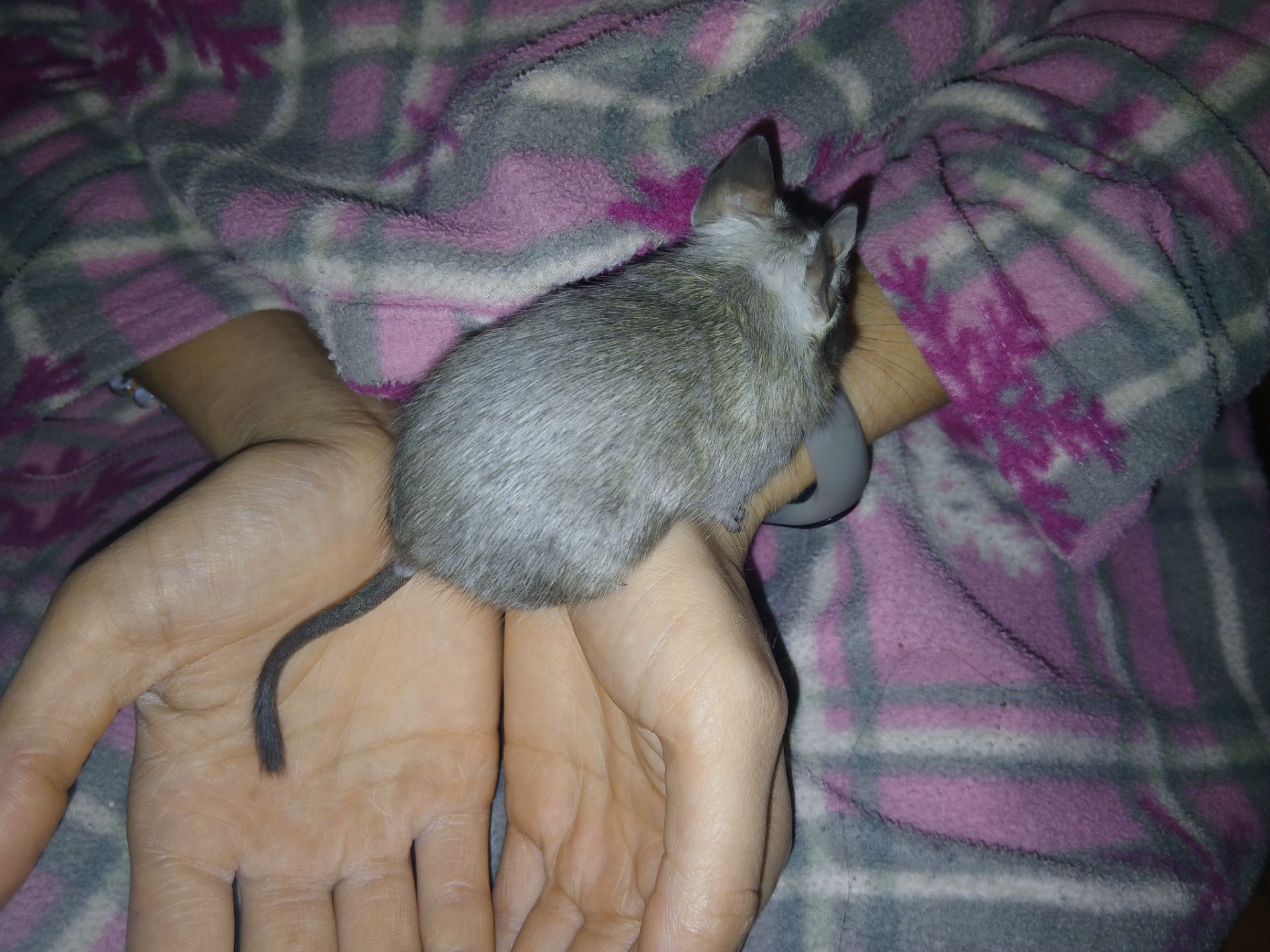 Чилійська білочка дегу