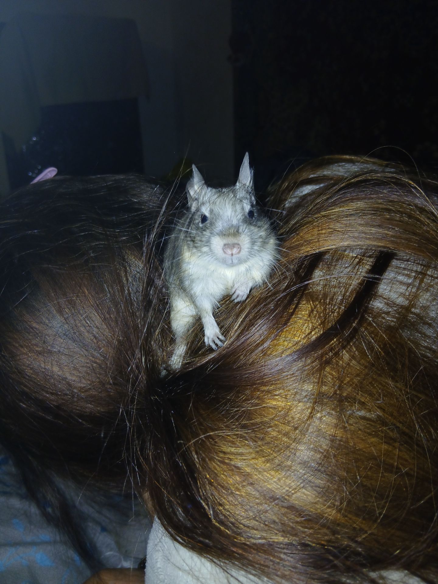 Чилійська білочка дегу