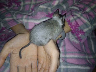 Чилійська білочка дегу