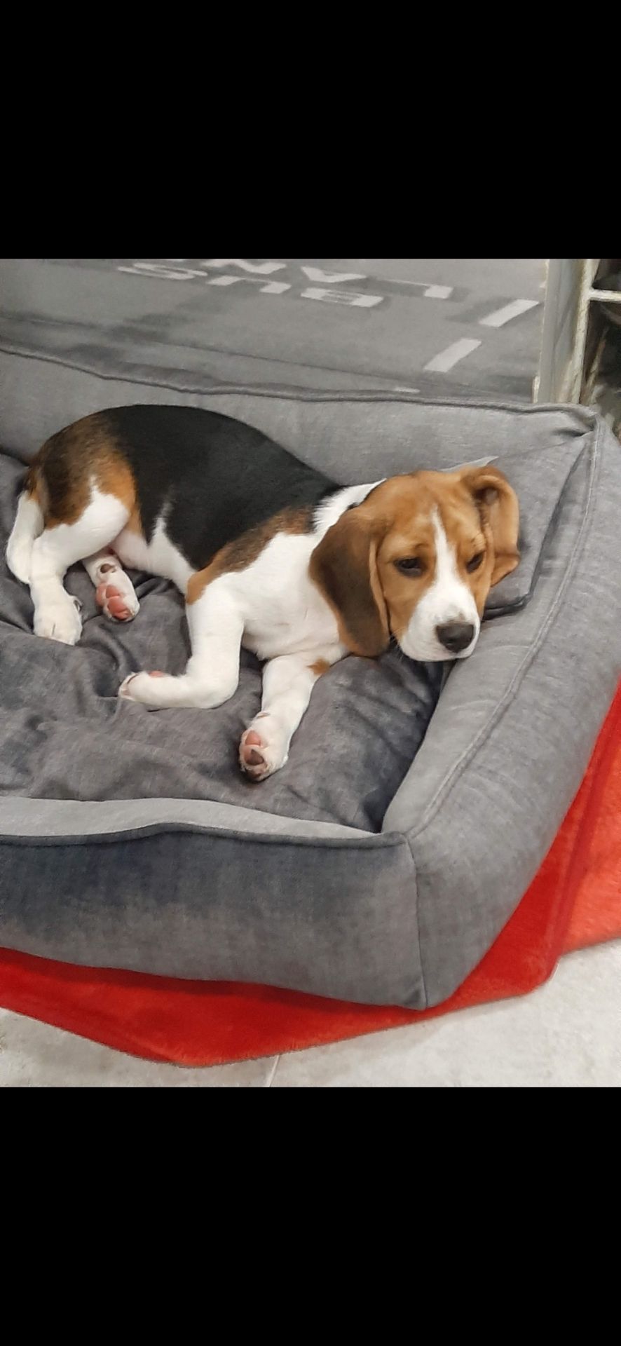 Собака, 3 годика