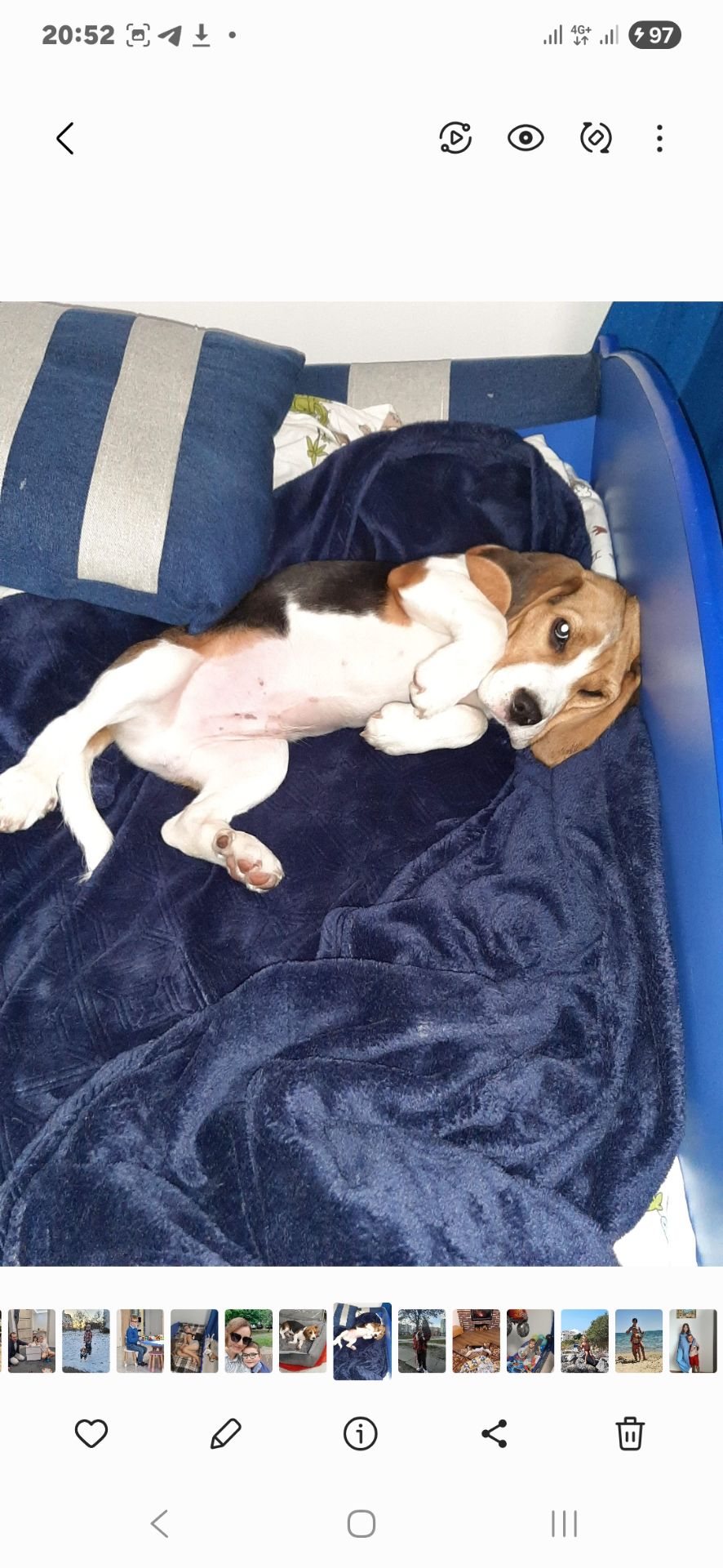 Собака, 3 годика