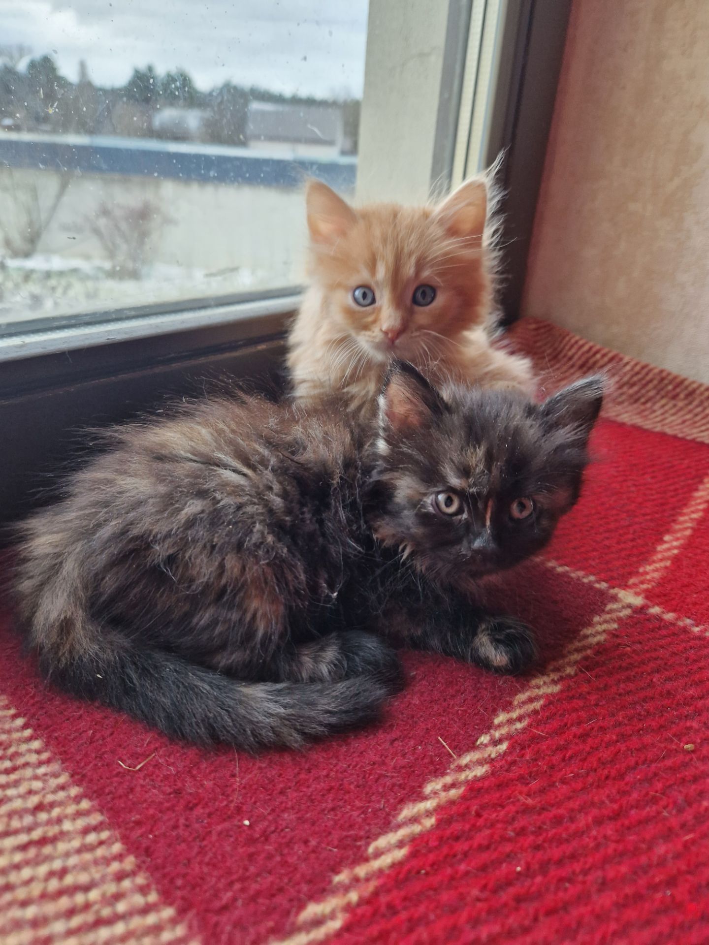 Плюшева КотоПринцеса кольору шоколаду та кави з молоком