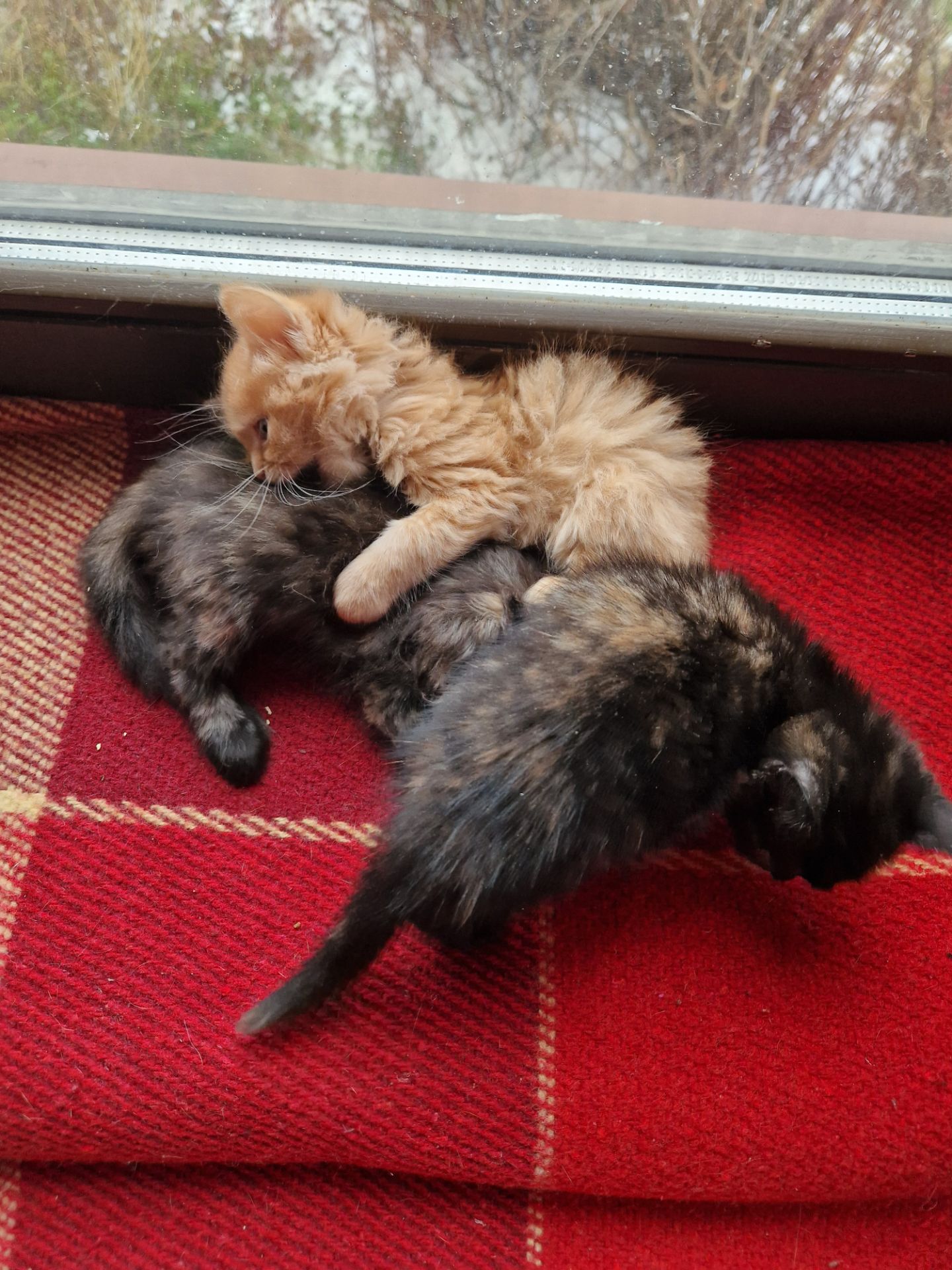 Плюшева КотоПринцеса кольору шоколаду та кави з молоком