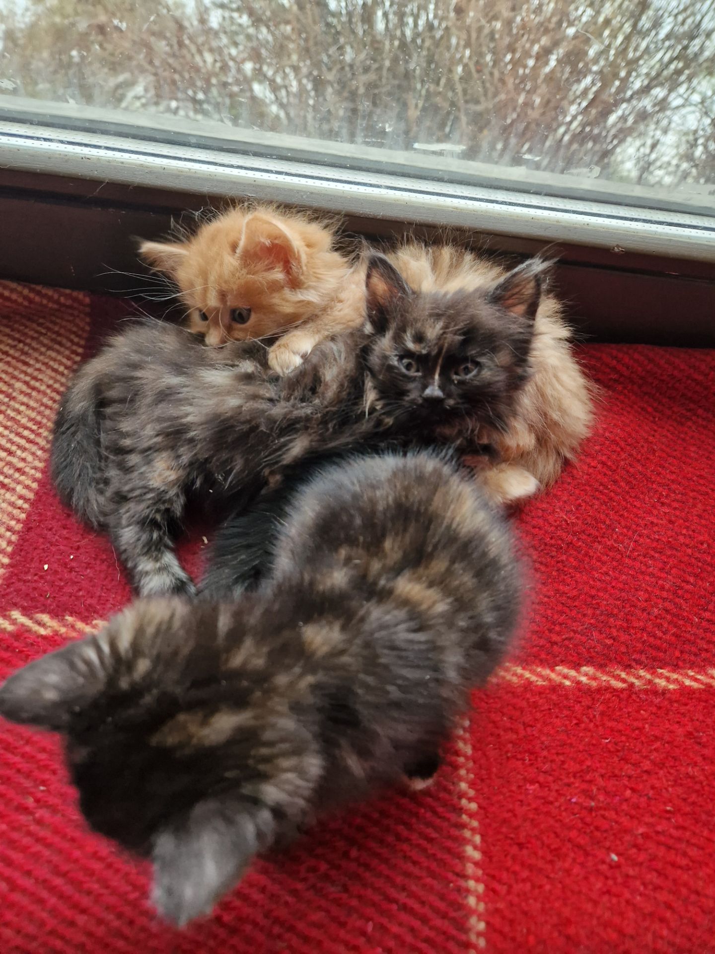 Плюшева КотоПринцеса кольору шоколаду та кави з молоком