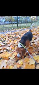 Собака, 3 годика