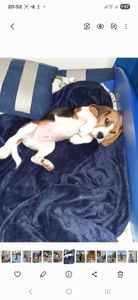 Собака, 3 годика