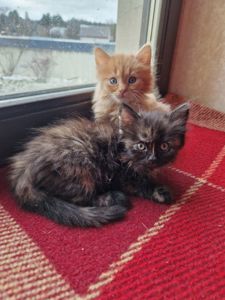 КотоПринцеса кольору шоколаду та кави з молоком