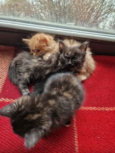 Плюшева КотоПринцеса кольору шоколаду та кави з молоком