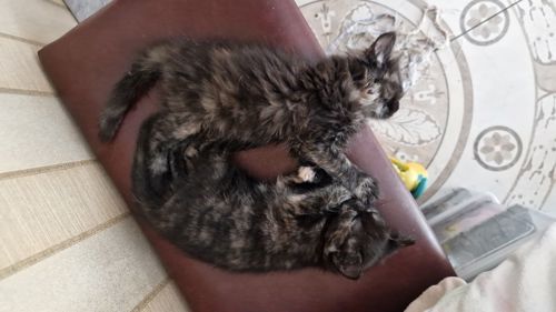 КотоПринцеса кольору шоколаду та кави з молоком