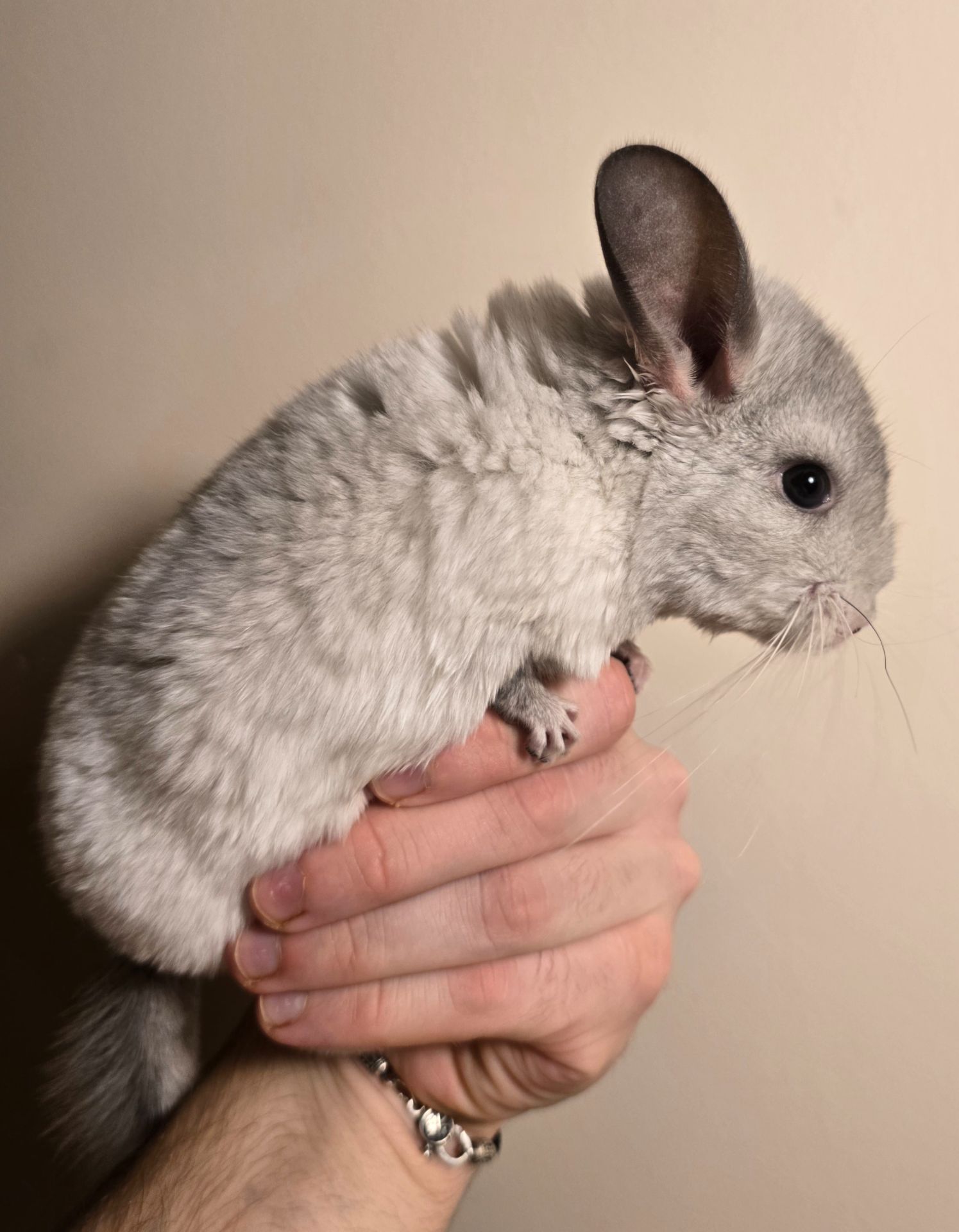 Шиншилята рідкісного окрасу