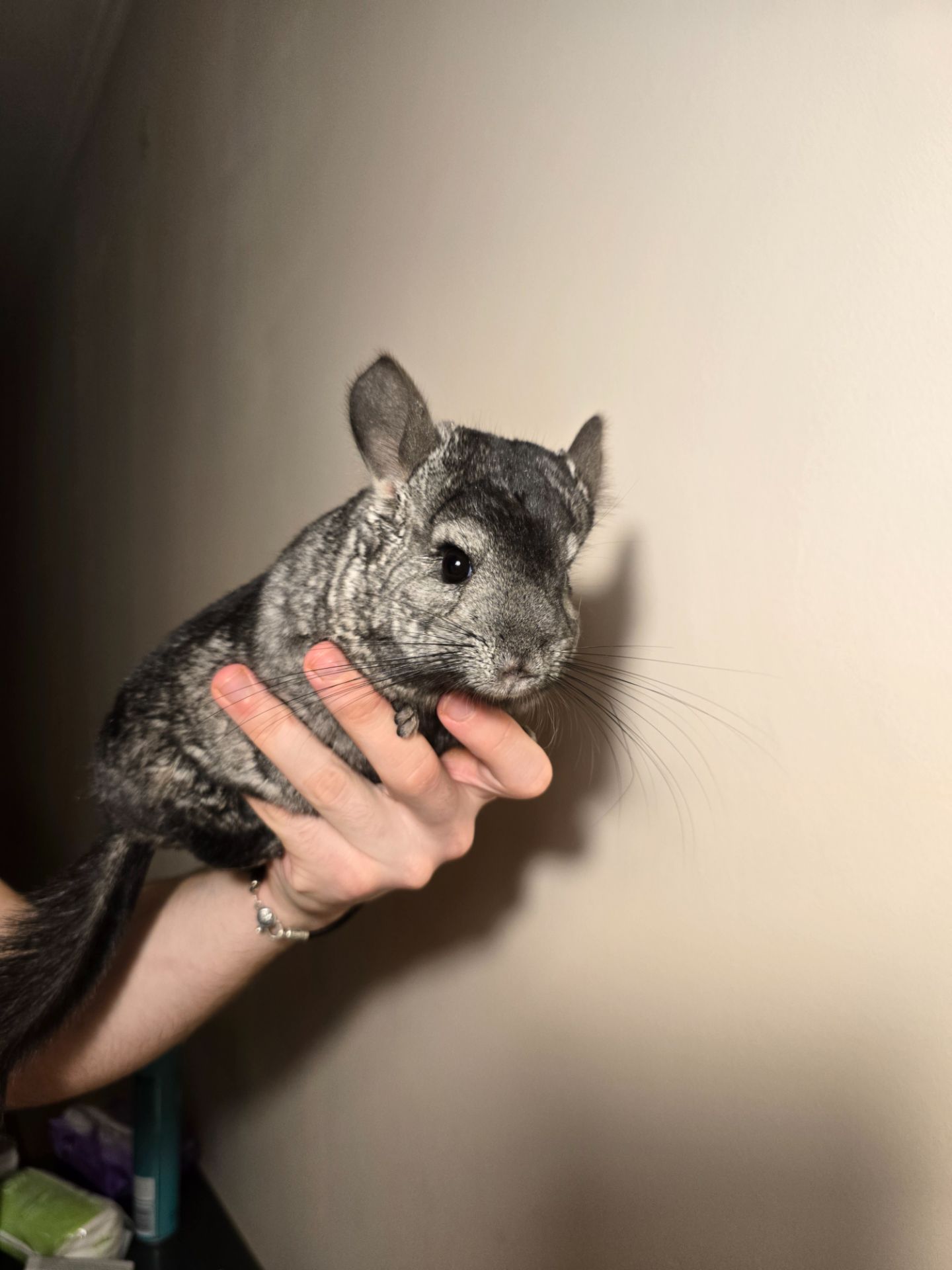 Шиншилята рідкісного окрасу