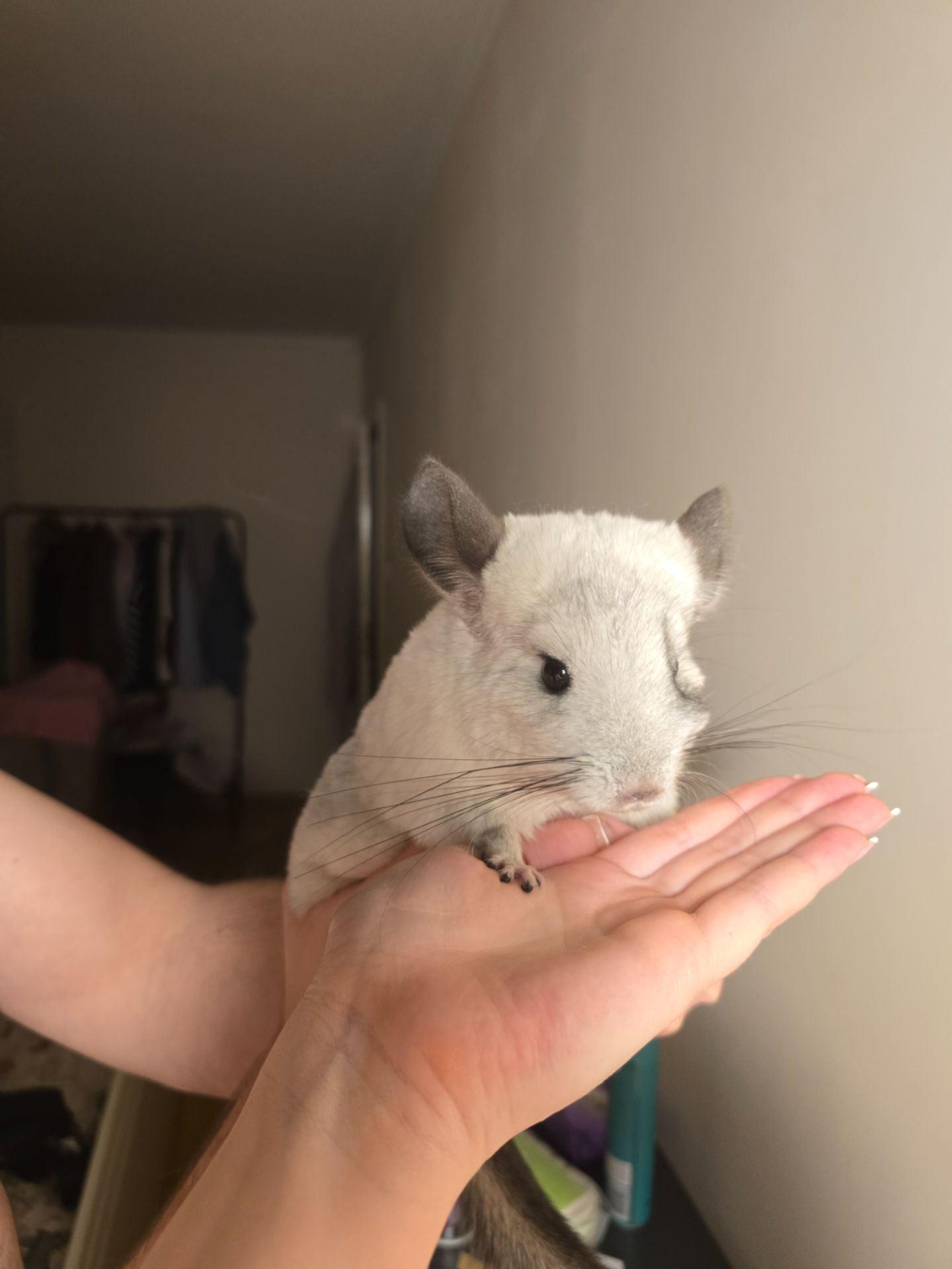 Шиншилята рідкісного окрасу