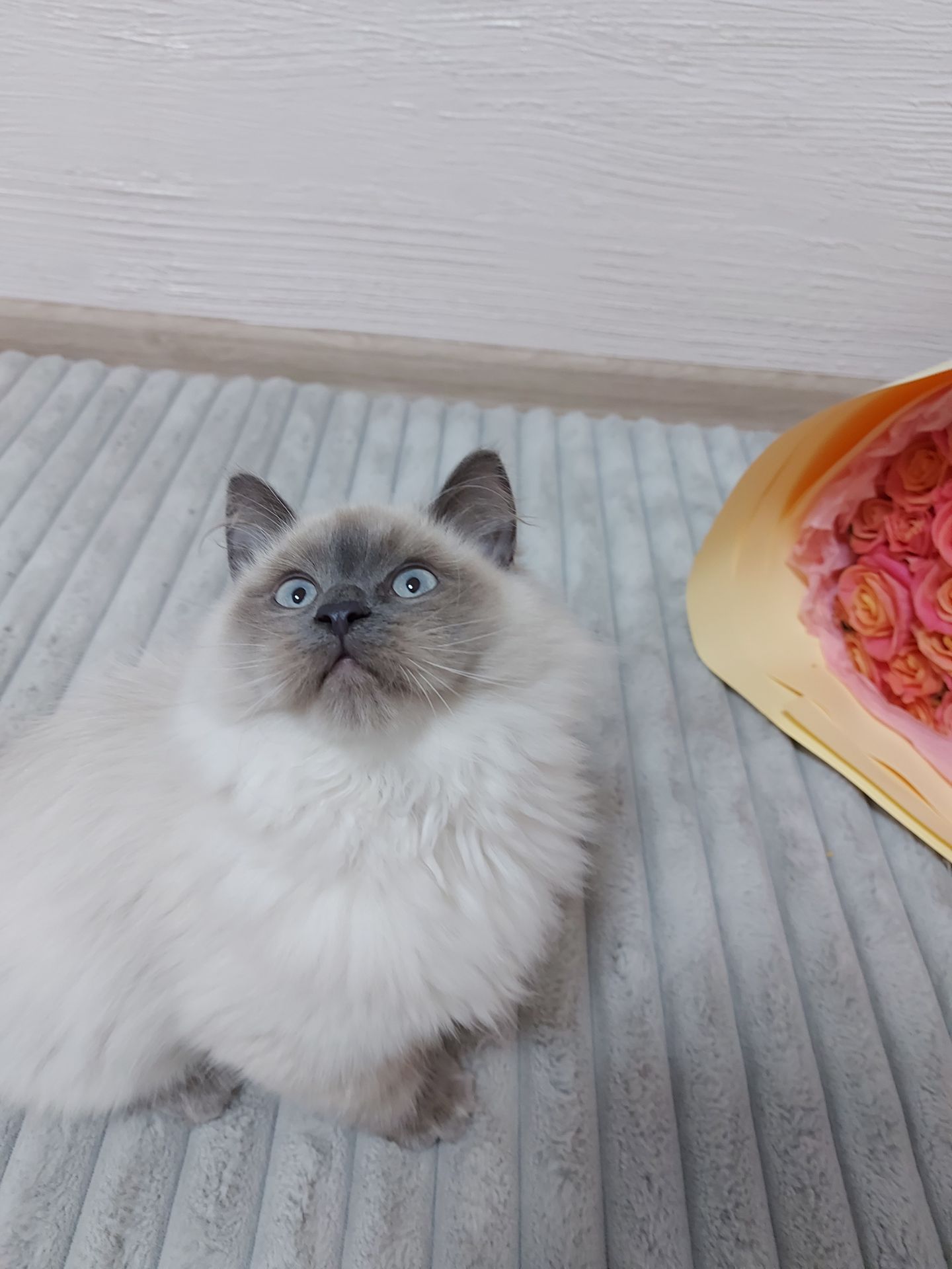 Кошечка Невская