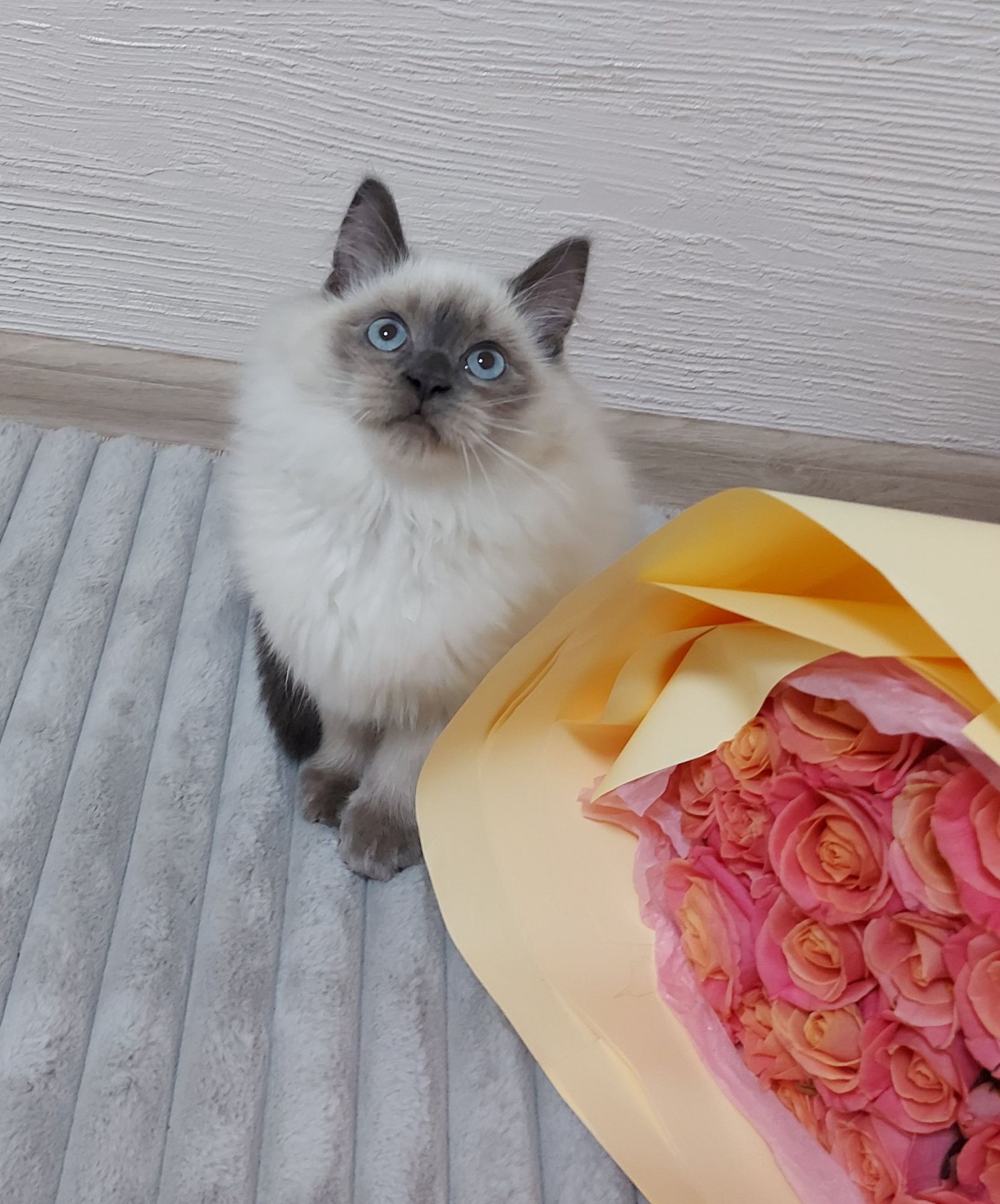 Кошечка Невская