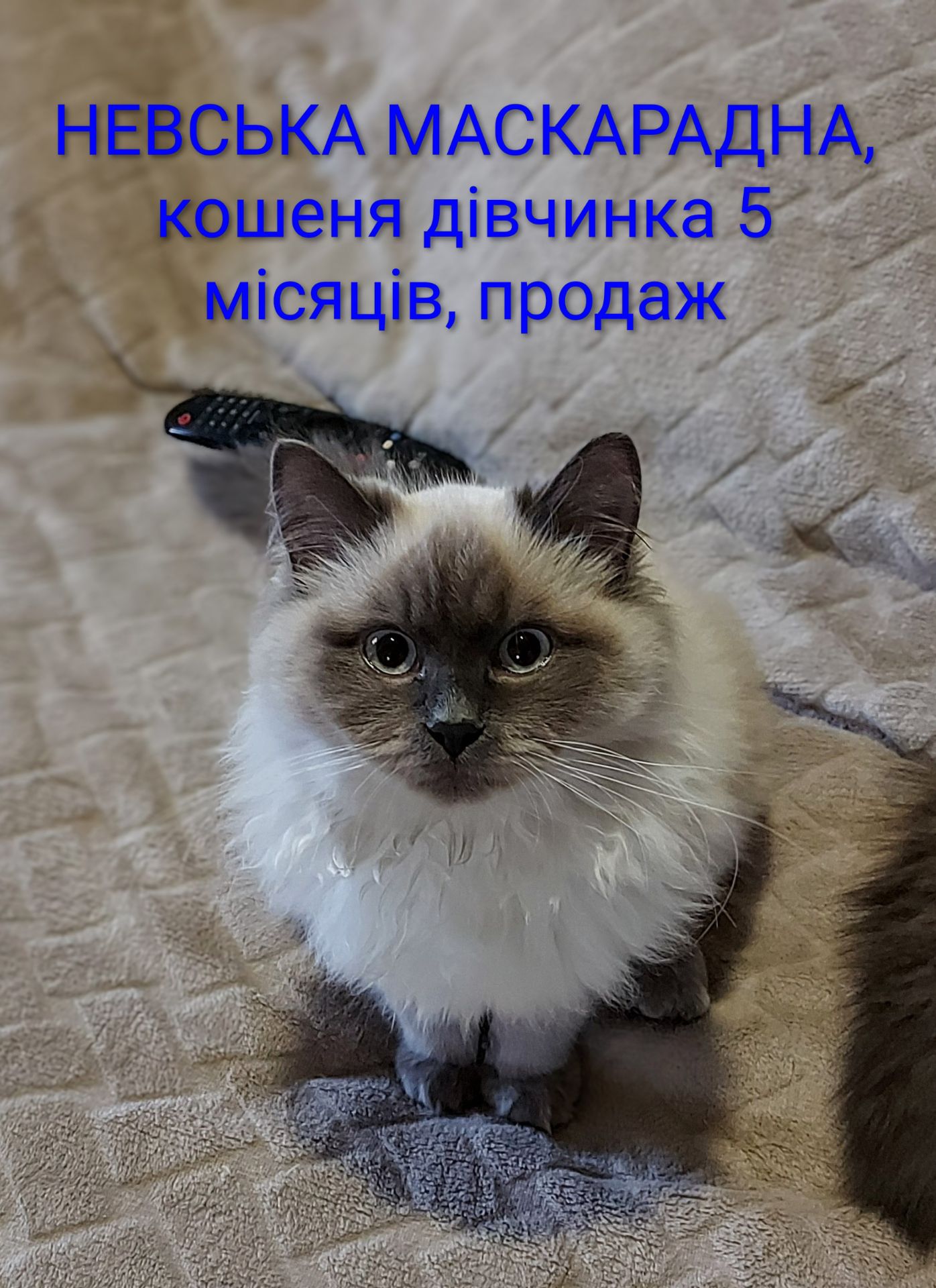 Кошечка Невская