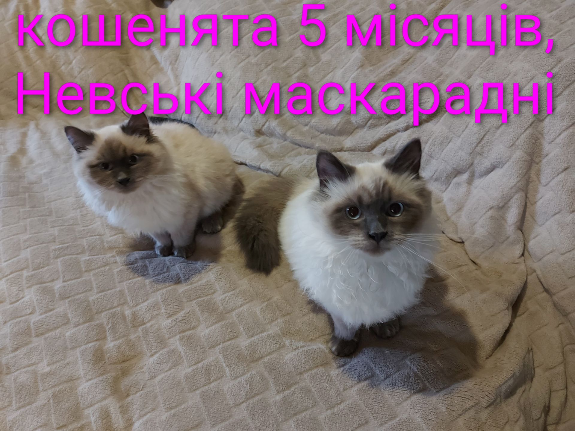 Кошечка Невская