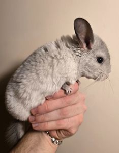 Шиншилята рідкісного окрасу