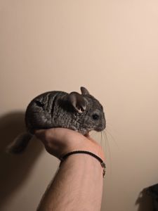 Шиншилята рідкісного окрасу