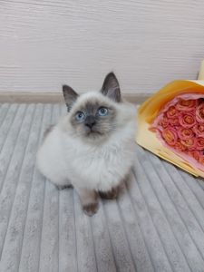 Кошечка Невская