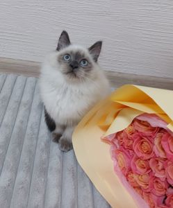 Кошечка Невская