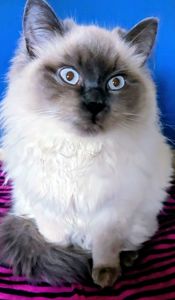 Кошечка Невская