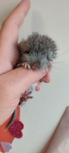 Дівчинка шиншила стандарт носійка ебоні, сапфіру, фіолету та ангори