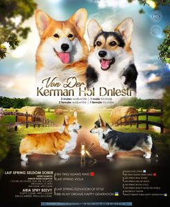 Вельш-коргі пемброк