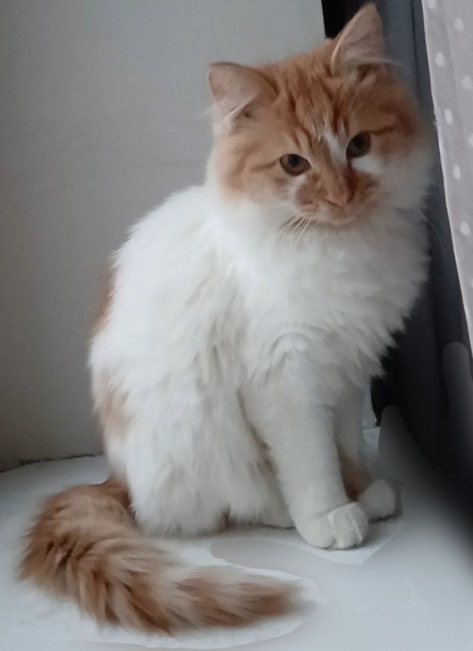 Котенок белый с рыжим. Пушистый. Будет крупным. Кошеня біле з рудими малюнками