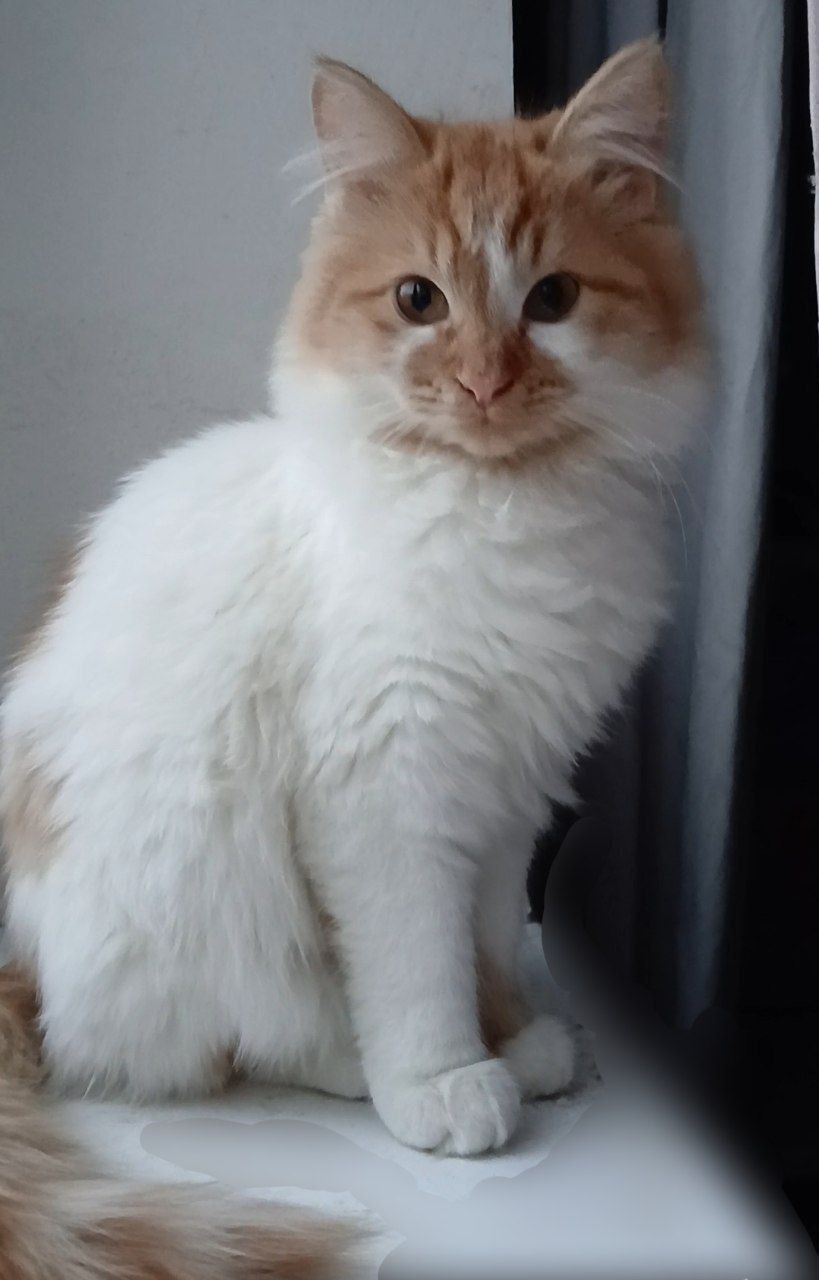 Котенок белый с рыжим. Пушистый. Будет крупным. Кошеня біле з рудими малюнками