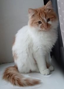 Котенок белый с рыжим. Пушистый. Будет крупным. Кошеня біле з рудими малюнками