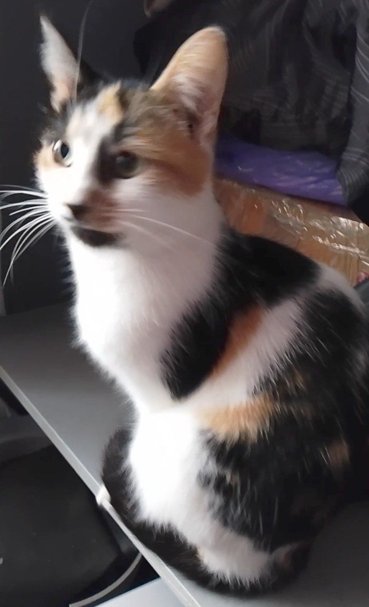 Кошка 1,9 года. Трёхцветная. Котёнок