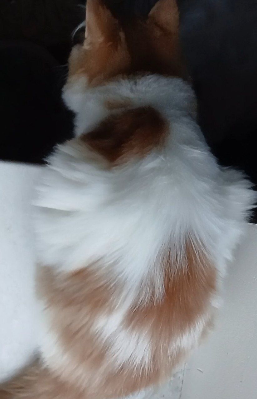 Котенок белый с рыжим. Пушистый. Будет крупным. Кошеня біле з рудими малюнками