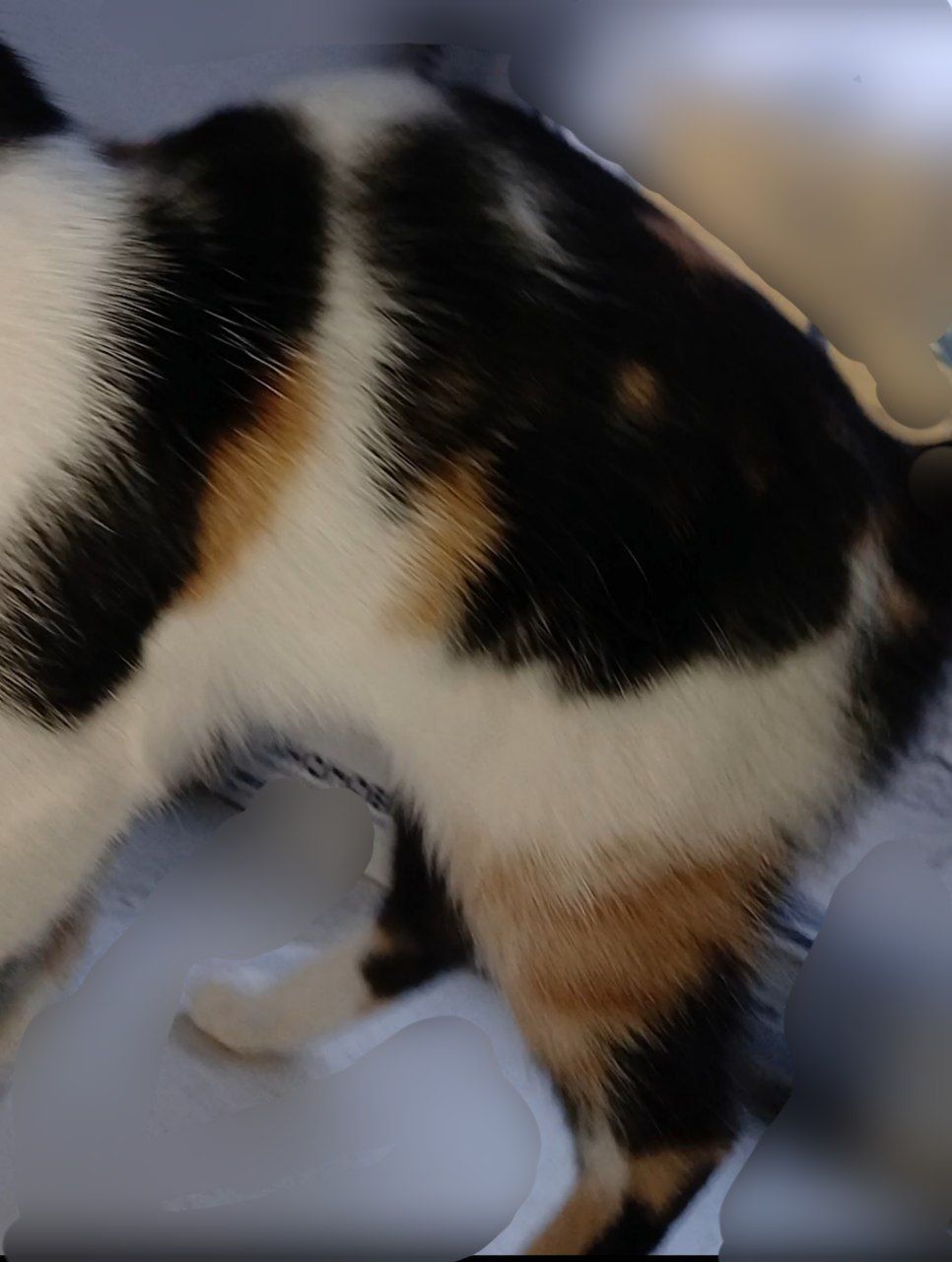 Кошка 1,9 года. Трёхцветная. Котёнок