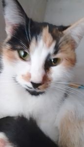 Кошка 1,9 года. Трёхцветная. Котёнок