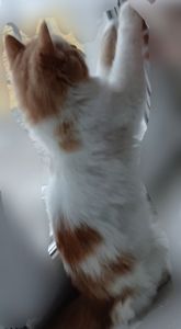 Котенок белый с рыжим. Пушистый. Будет крупным. Кошеня біле з рудими малюнками