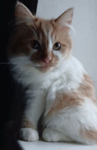 Котенок белый с рыжим. Пушистый. Будет крупным. Кошеня біле з рудими малюнками