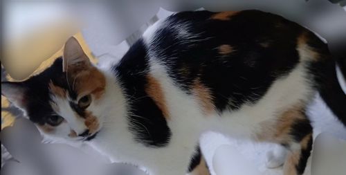 Кошка 1,9 года. Трёхцветная. Котёнок