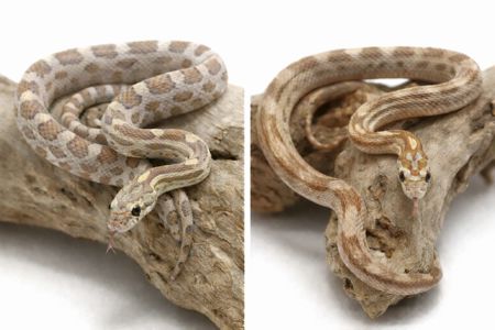 Маїсові полози