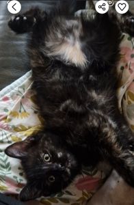 КотоПринцеса кольору шоколаду та кави з молоком