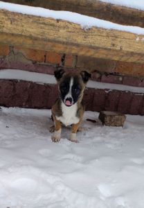 Терміново! Собаченята песики чорненькі 3 місяці