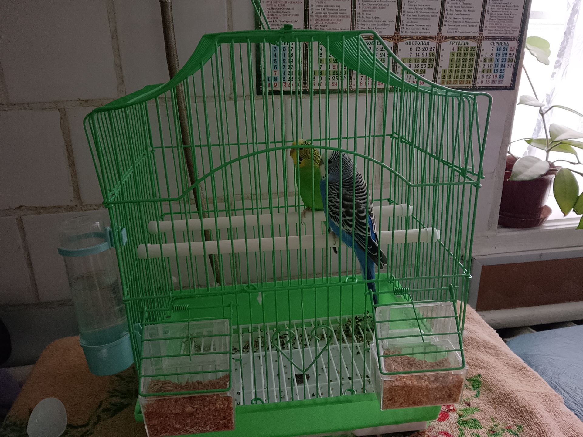 Кеша і кіра