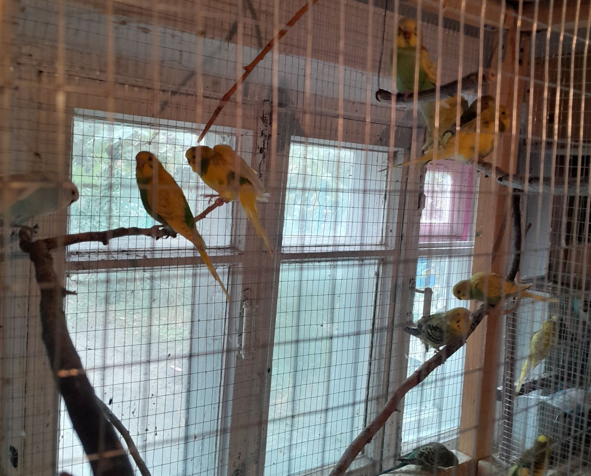 Перейдуть в люблячу сімю