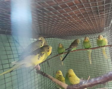 Перейдуть в люблячу сімю