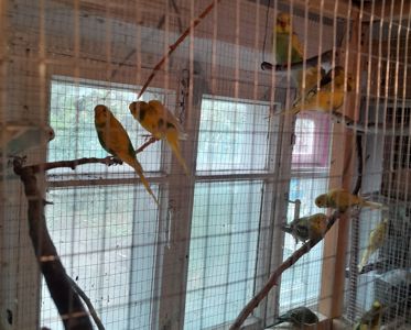 Перейдуть в люблячу сімю