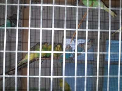 Перейдуть в люблячу сімю