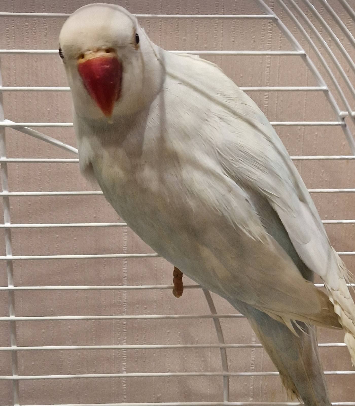 Малыши ожереловых попугайчиков разных цветов