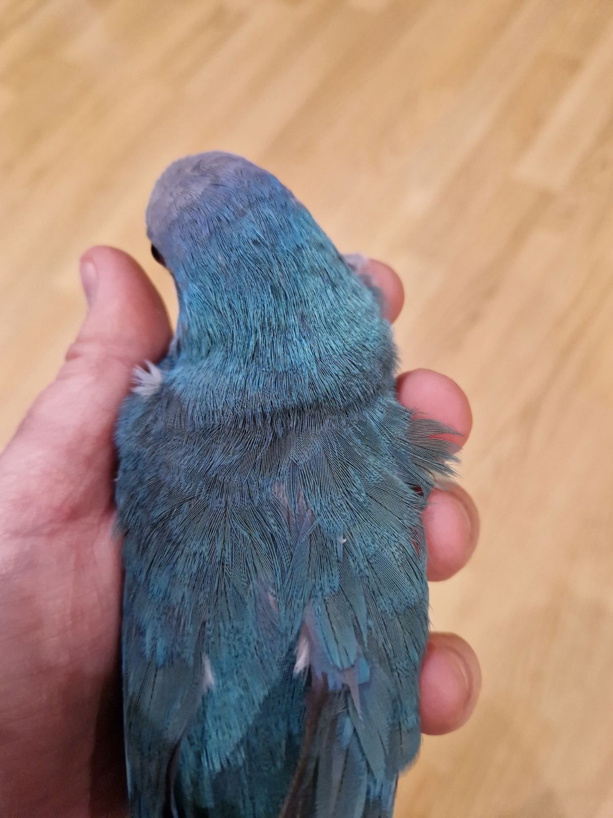 Птенцы Калита-Монаха