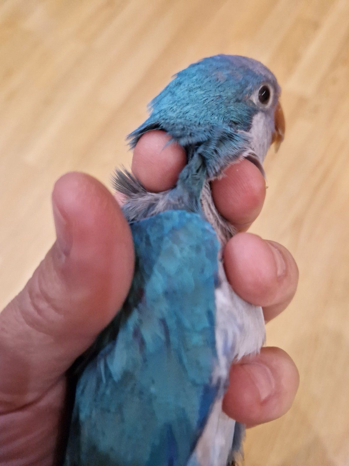 Птенцы Калита-Монаха