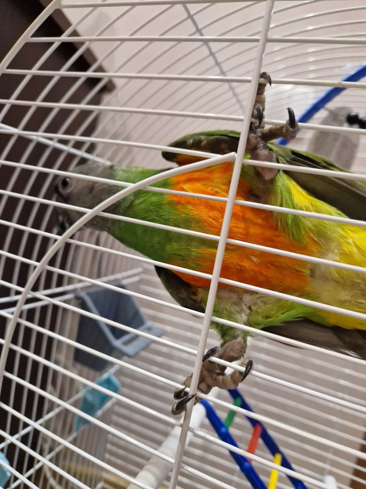 Продам мальчика Сенегала