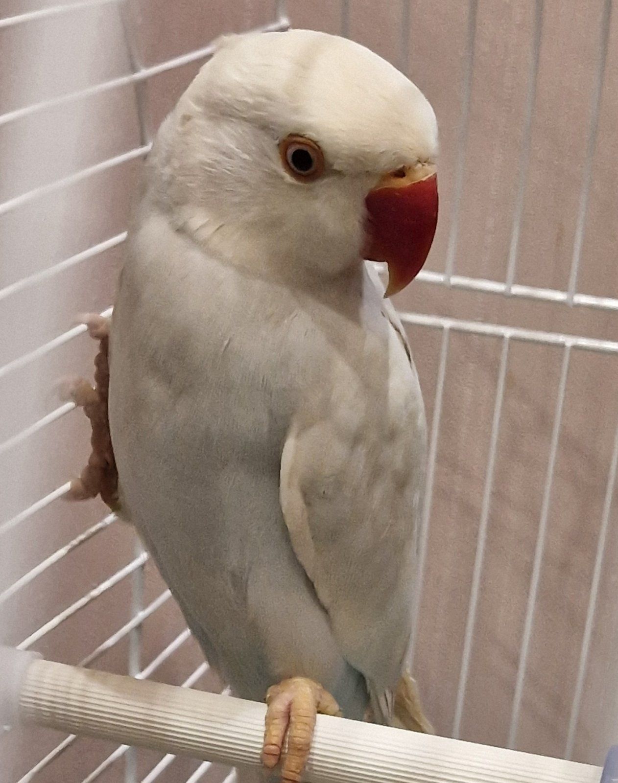 Малыши ожереловых попугайчиков разных цветов